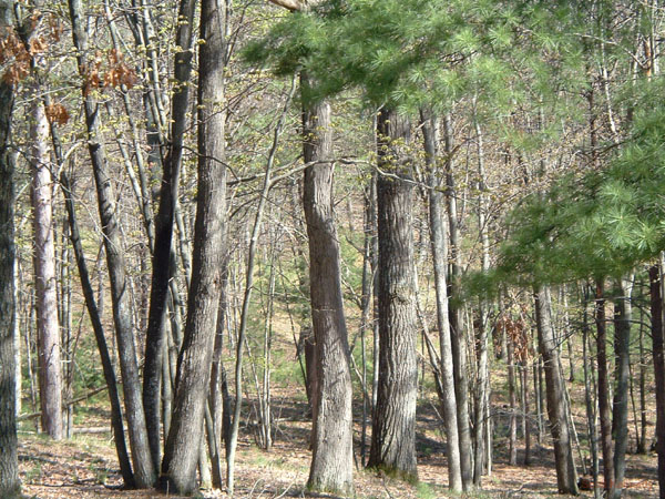 atlanta_forest