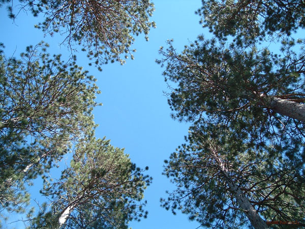 atlanta_sunroof
