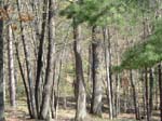 atlanta_forest