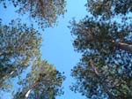 atlanta_sunroof