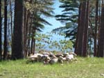 cabin_firepit