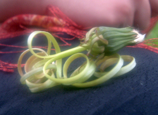 11_dandilion_octopus