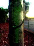 17_greentree