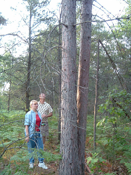 eviltree_almost_innocuous