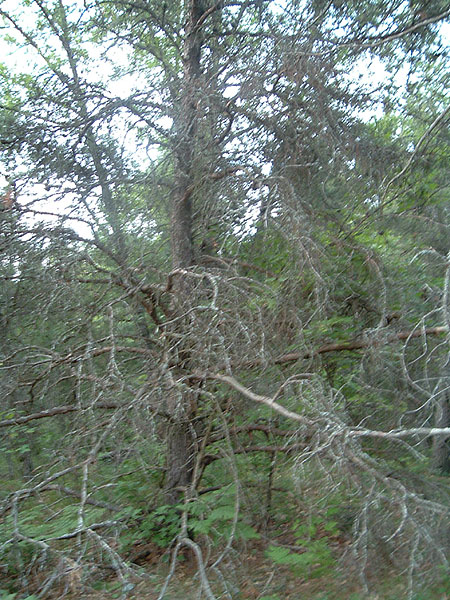 eviltree_number_two