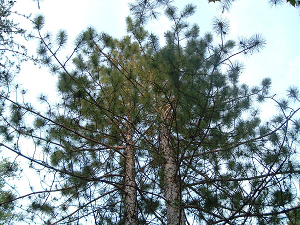eviltree_top