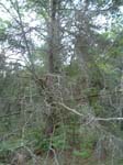 eviltree_number_two