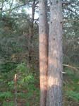 eviltree_speckled