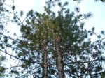 eviltree_top