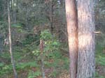 snapped_small_tree