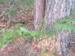v_neck_tree