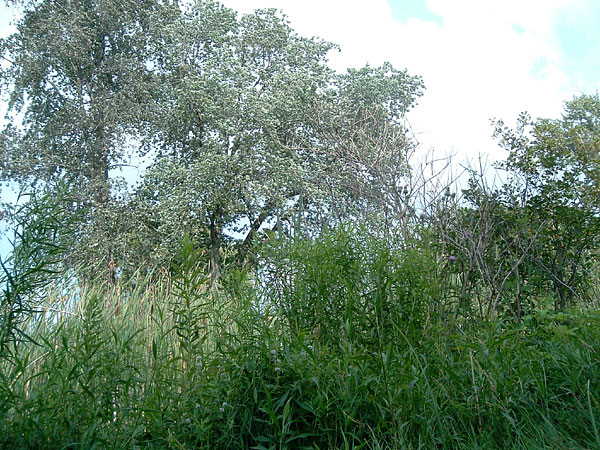 golf_course