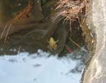 froggity