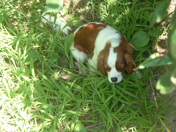 guy_has_cute_puppy