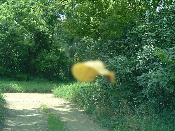 leaf_obstructs_path