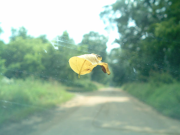 leaf_on_windshield
