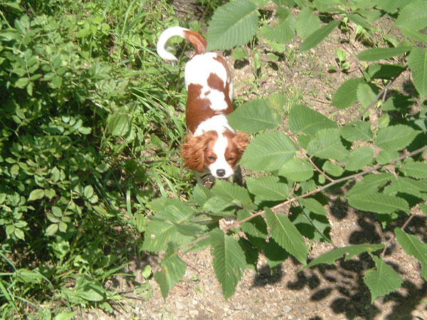 puppy_frolic