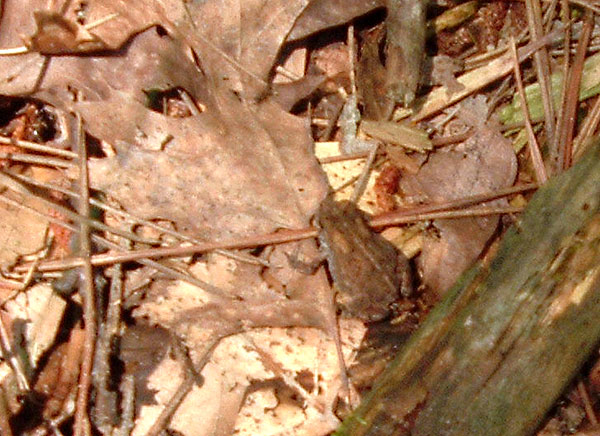 tiny_tree_frog