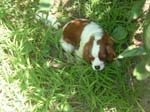 guy_has_cute_puppy