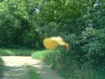leaf_obstructs_path