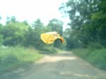 leaf_on_windshield