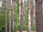 our_forest_trek_destination