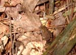 tiny_tree_frog
