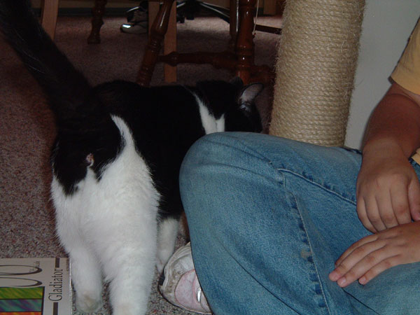 catbutt