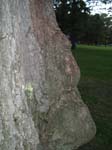 portage_park_treefish