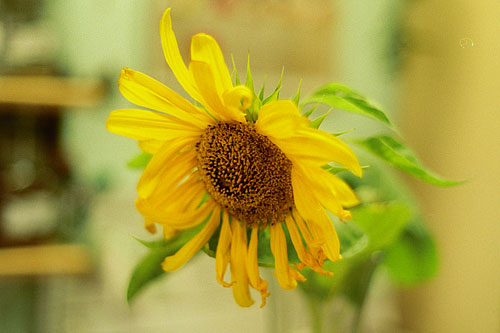 02_sunflower
