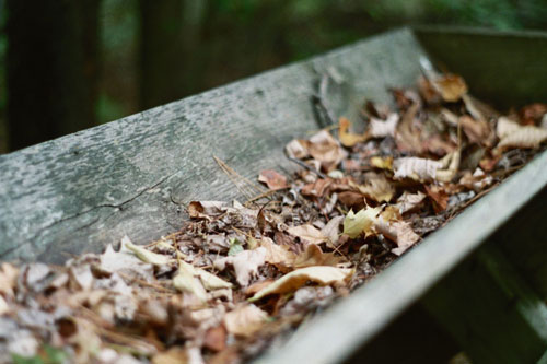 14_leaves
