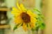 02_sunflower