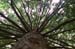 16_hemlock