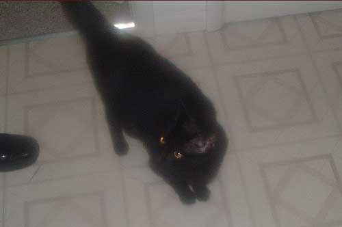 gothprep_kitty