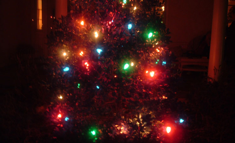 31_closeup_tree