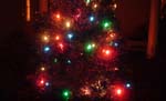 31_closeup_tree