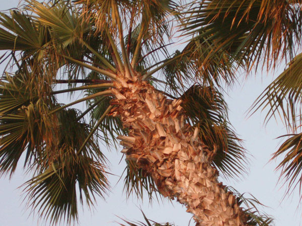 losangeles_67