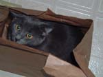 32_lookinatathinginabag